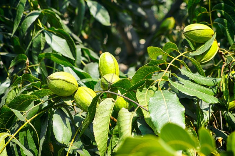 Pecan Pruning Service