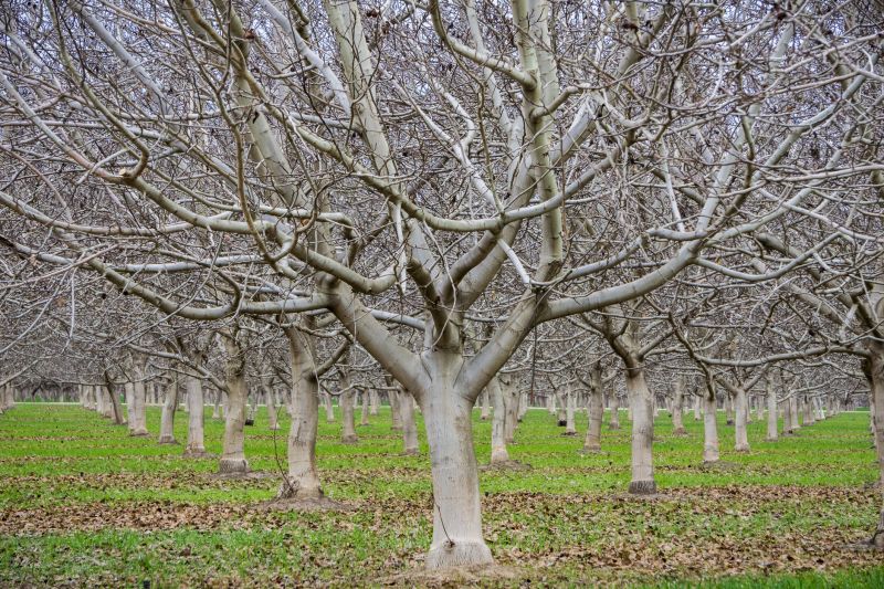 Local Pecan Pruning pros at work