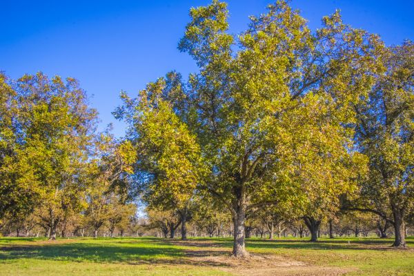 Pecan Tree Shaping
