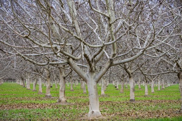 Pecan Tree Pruning