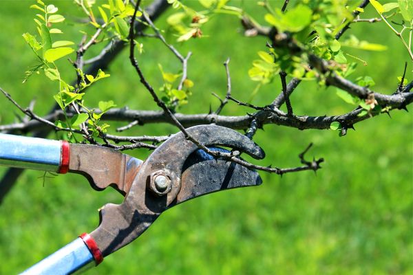 Branches Pruning