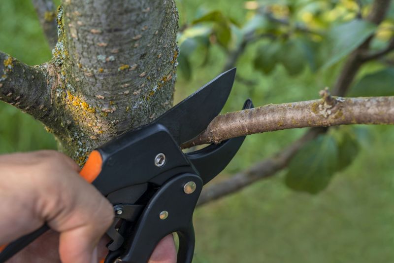 Pecan Pruning