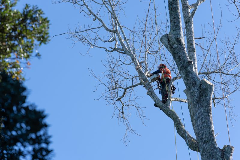 Pecan Pruning