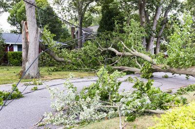 Storm Damage Tree Down