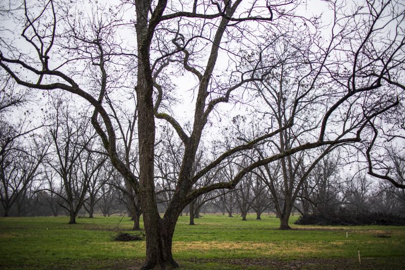 Pecan Pruning