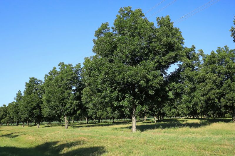 Pecan Pruning