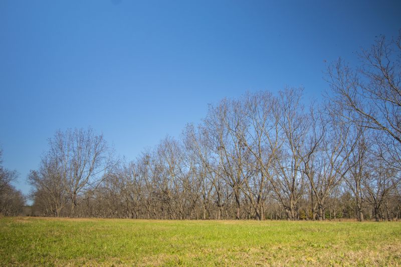 Pecan Pruning