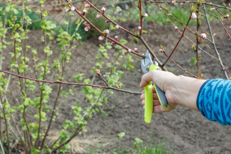 Pecan Pruning