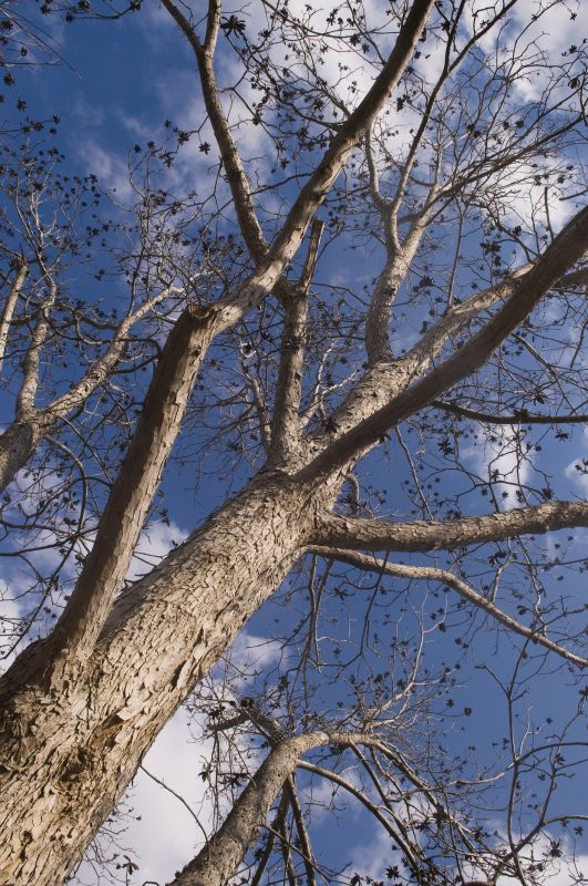 Pecan Pruning