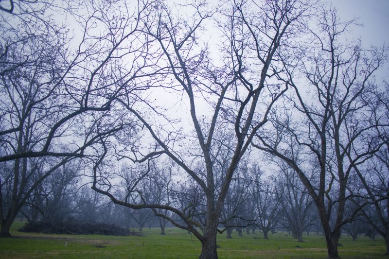 Orchard Before and After
