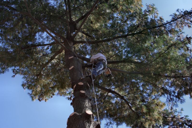 High-Branch Trimming