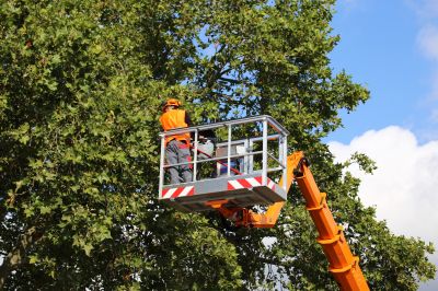Elevated Tree Care