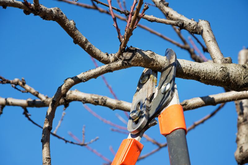 Pecan Pruning